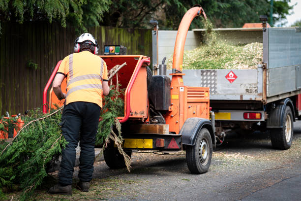 The Steps Involved in Our Tree Care Process in Santa Teresa, NM